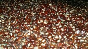 Scopri di più sull'articolo La coop. I Briganti di Cerreto riaccende il vecchio metato nel paese di Cerreto Alpi per la produzione di farina di castagne