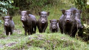 Al momento stai visualizzando Agrinsieme Emilia-Romagna dal pres. Bonaccini: Pac, PSR e danni da fauna selvatica al centro del confronto