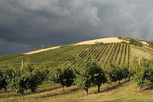 Al momento stai visualizzando La Regione sostiene l’agricoltura: via al bando da 15,6 milioni per i vigneti, accelerazione dei pagamenti e rinvii scadenze