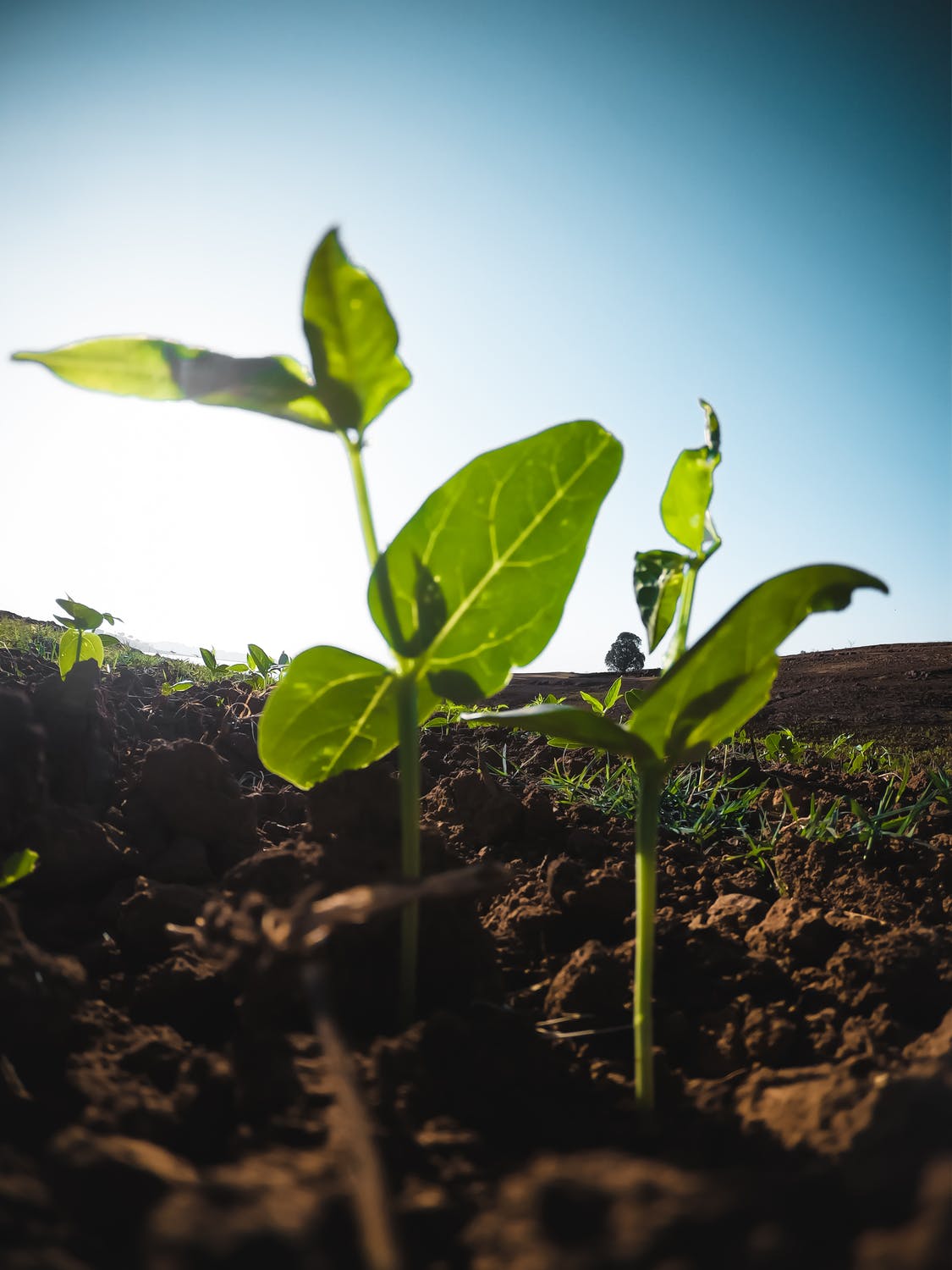 Al momento stai visualizzando Alleanza Cooperative Agroalimentari: “La strategia UE non metta a rischio l’approvvigionamento alimentare”